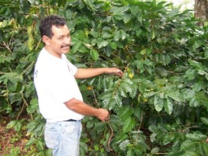 Diego-showing-coffee-tree