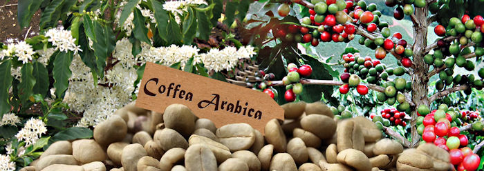 arabica