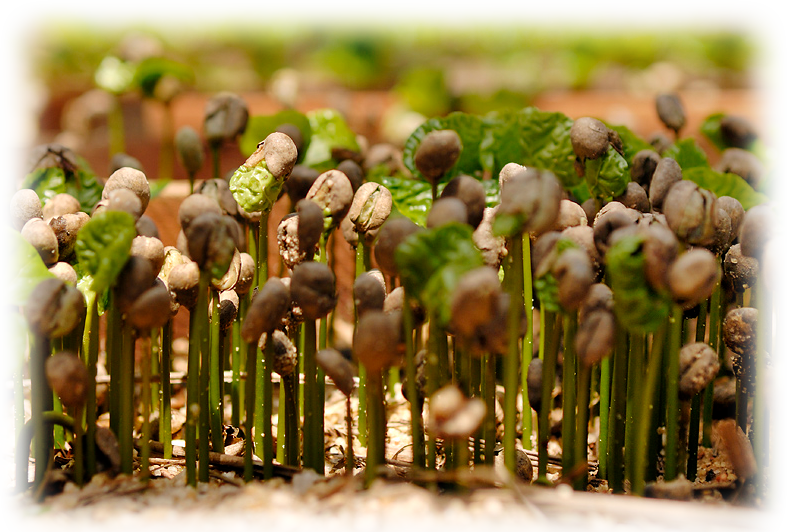 coffeesprouts