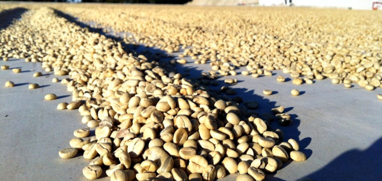 drying coffee beans